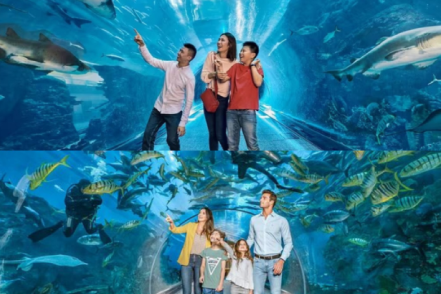 Dubai Aquarium Underwater Zoo