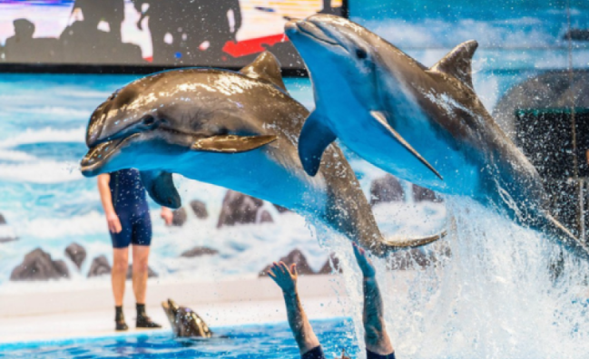 Magic of Dubai Dolphinarium