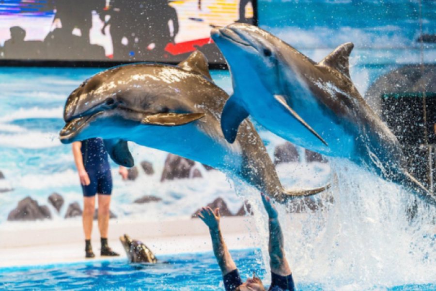 Magic of Dubai Dolphinarium