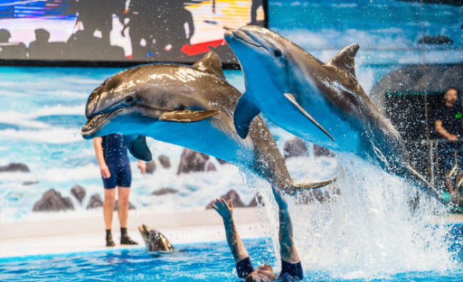 Dubai Dolphinarium