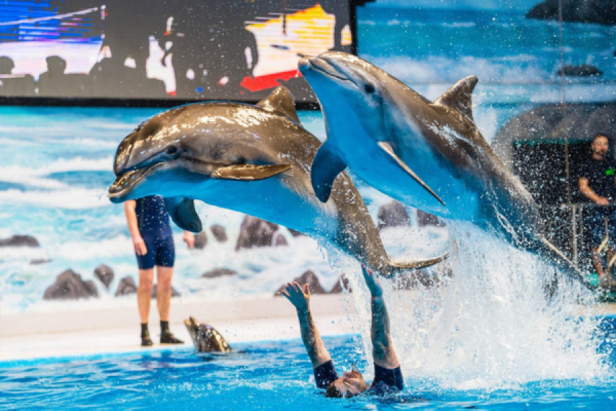 Dubai Dolphinarium