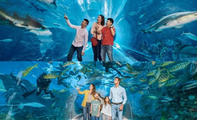 Dubai Aquarium Underwater Zoo