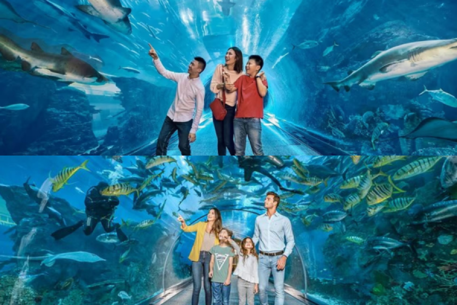 Dubai Aquarium Underwater Zoo